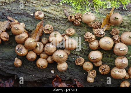 A forma di pera puffball Foto Stock