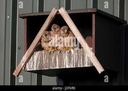 Tre capretti il gheppio (Falco tinnunculus) in attesa che i loro genitori a portare cibo Foto Stock