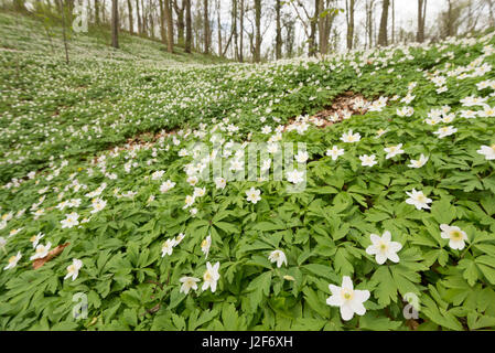 Forest pavimento coperto con un tappeto di legno di fioritura di Anemoni in primavera Foto Stock