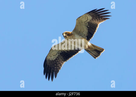 Flying avviato Eagle (Aquila pennata) Foto Stock