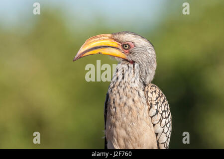 Ritratto di un giallo-fatturati Hornbill contro lo sfondo di colore verde Foto Stock