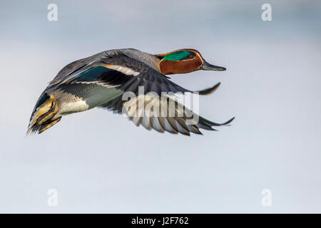 Eurasian Teal; Comune Teal; Anas crecca Foto Stock