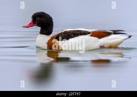 Shelduck femmina (Tadorna tadorna) nuoto Foto Stock