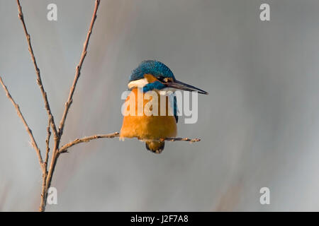 Kingfisher in una fredda giornata invernale seduto su un ramo sopra l'acqua alla ricerca di pesci Foto Stock