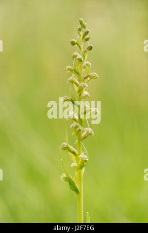 Rana fioritura di orchidee Foto Stock