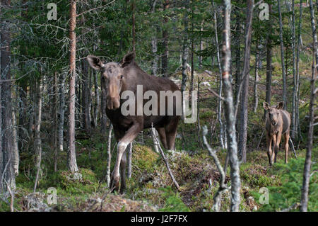 Eurasian Elk (Alces alces) madre e bambino Foto Stock
