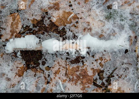 Rametto con i capelli di ghiaccio su un sottile strato di neve Foto Stock