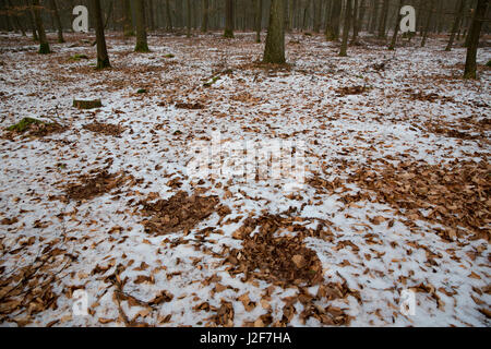 Badger tracce nella neve del bosco di faggio Foto Stock