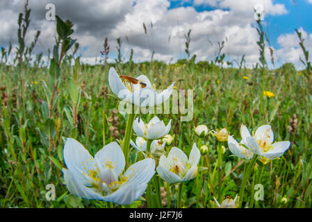 Erba di Parnassus Foto Stock