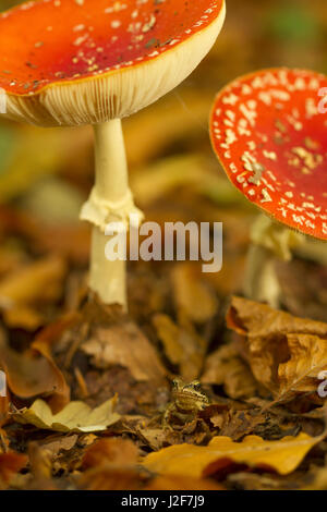 Fly agaric (amanita muscaria) e Rana comune Foto Stock