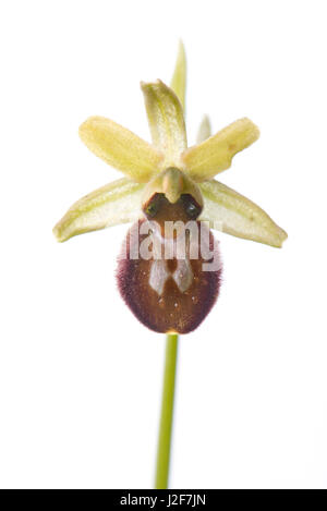Fioritura precoce spider orchid isolata contro uno sfondo bianco Foto Stock