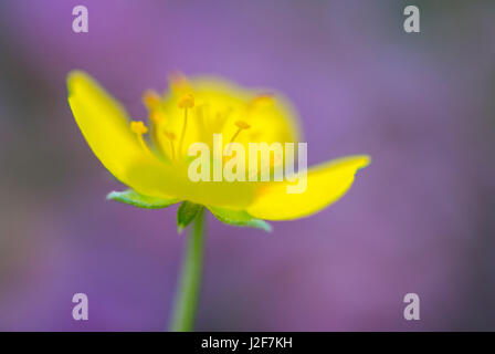 Tormentil o Tormentil comune Foto Stock