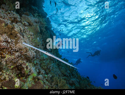 Alimentazione Coronetfish sul fratello l'isola nel mare rosso con subacquei stagliano in blu sullo sfondo dell'acqua. Foto Stock