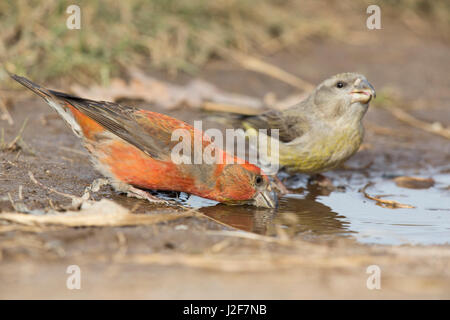Maschio e femmina Parrot Crossbill bere in un stagno Foto Stock