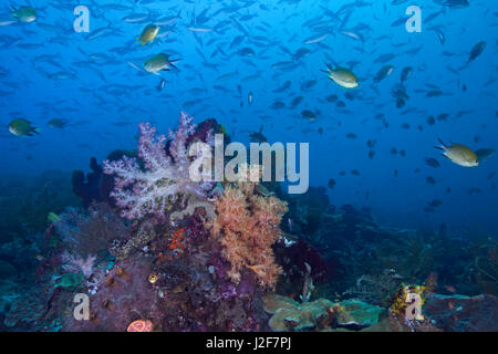 Seascape immagine di una colorata barriera corallina, remote e incontaminato nel cuore del triangolo di corallo. Raja Ampat, Indonesia. Foto Stock