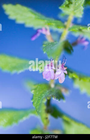 Fioritura Germander acqua una delle specie rare presenti in siti sparsi in Europa Foto Stock