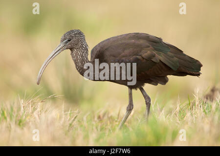 Rovistando ibis lucido (Plegadis falcinellus) Foto Stock