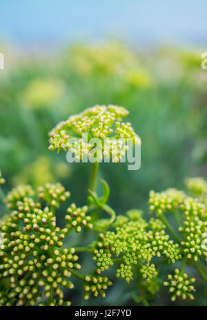 Rock Samphire fiori Foto Stock