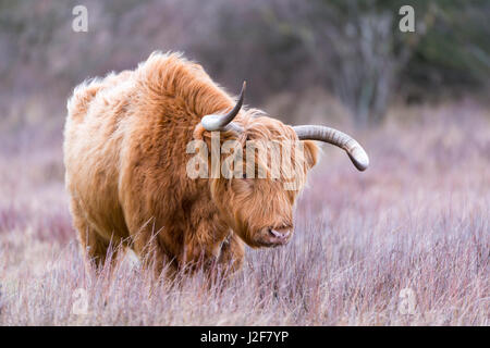 Highland bull in dune erbose durante il periodo invernale Foto Stock