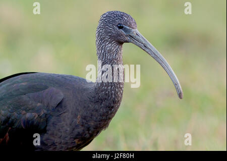 Ibis lucido (Plegadis falcinellus) Foto Stock