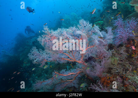 Una lampada fluorescente rosa seafan gorgonia si illumina in corrispondenza del bordo di una vibrante canyon reef, come scuba diver stagliano dalle acque blu viste di sfondo il paesaggio. Raj Foto Stock
