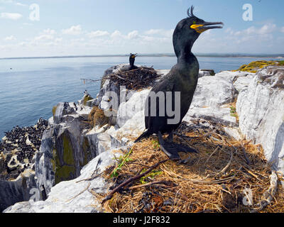 Marangone dal ciuffo, allevamento. Phalacrocorax aristotelis, farne Island, Regno Unito Foto Stock