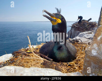 Marangone dal ciuffo, allevamento. Phalacrocorax aristotelis, farne Island, Regno Unito Foto Stock