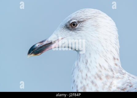 Aringa gabbiano ritratto Foto Stock