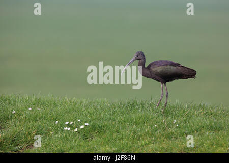 Ibis lucido in un prato Foto Stock