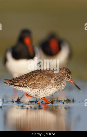 Common redshank in acqua con due oystercatchers in background Foto Stock