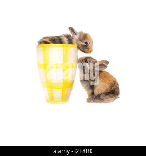 Due baby coniglietti con una tazza Foto Stock
