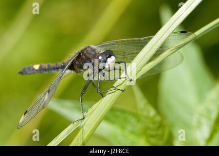 Ampio prendisole di fronte bianco-Darter Foto Stock