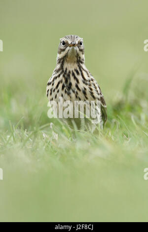 Frontale colpo di testa di un prato pipit (Anthus pratensis) in erba Foto Stock