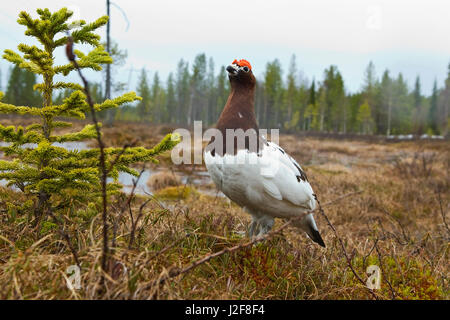 Salice maschio di gallo forcello sul posto aperto nella foresta Foto Stock