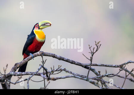 Verde-fatturati toucan (Ramphastos dicolorus) azienda berry nella sua bill Foto Stock