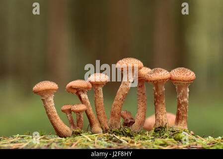 Il miele scuro (fungo Armillaria solidipes) ad uno stelo di un Douglas-fir Foto Stock