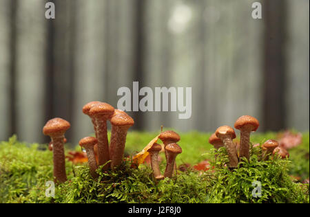 Il miele scuro (fungo Armillaria solidipes) ad uno stelo di un Douglas-fir Foto Stock