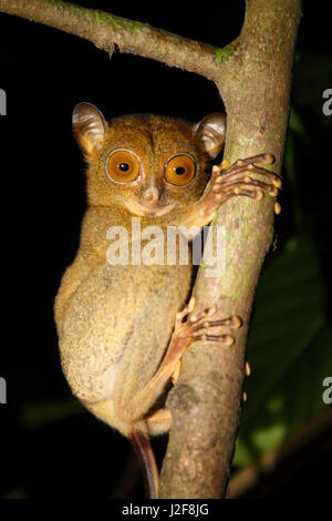 Western Tarsier (Tarsius bancanus) di appoggio nella struttura ad albero Foto Stock