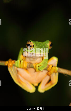 Wallace's Flying Frog (Rhacophorus nigropalmatus) dal Borneo Foto Stock