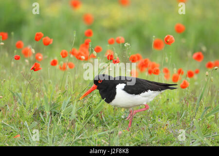 Oystercatcher tra papaveri Foto Stock