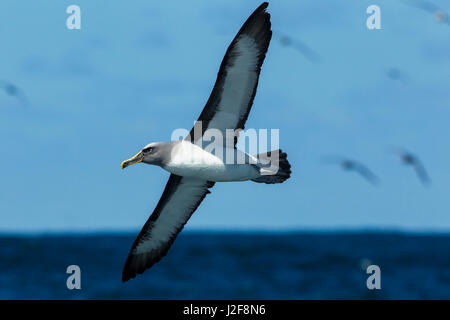 Flying Buller's Albatross Foto Stock