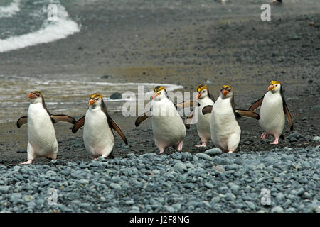 Fila camminando Royal pinguini sulla spiaggia Foto Stock