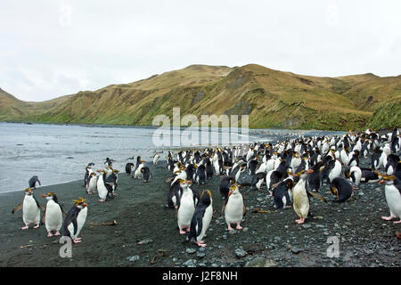 Appoggio i pinguini reali sulla spiaggia Foto Stock