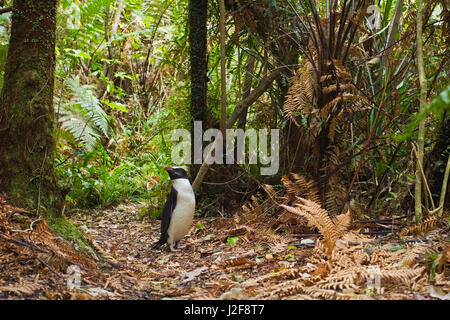 Fiordland pinguino nella foresta pluviale Foto Stock