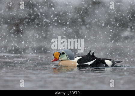 Re maschio Eider (Somateria spectabilis) in una tempesta di neve Foto Stock