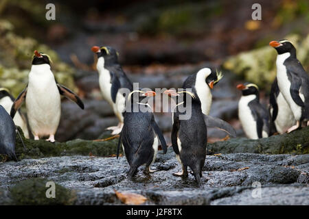 Gruppo di appoggio insidie Pinguini sulla costa rocciosa di insidie Isola Foto Stock