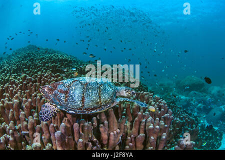 Mare Marine turtle rovistando tra Porite coralli duri pilastri. Nusa Lembongan, Bali, Indonesia. Foto Stock