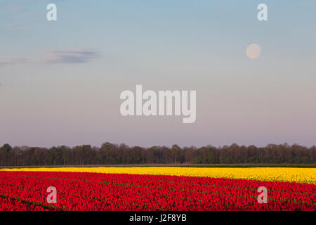 I tulipani sotto una luna piena Foto Stock