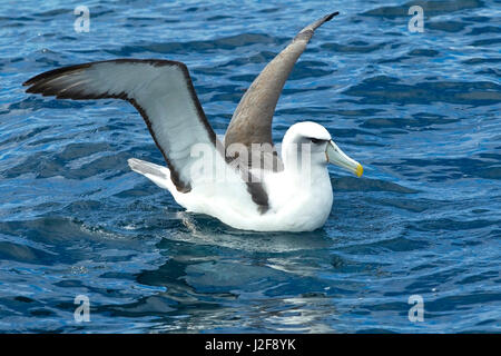 Timido Albatross atterraggio sul mare Foto Stock