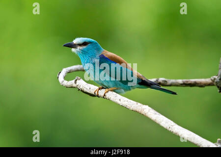 Rullo europea sul ramo Foto Stock